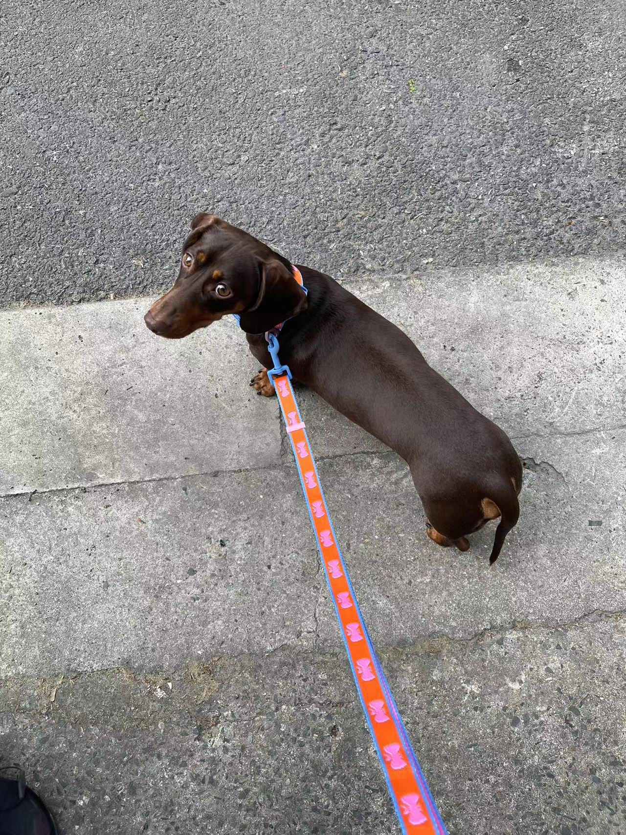 FUFU Leash - PINK
