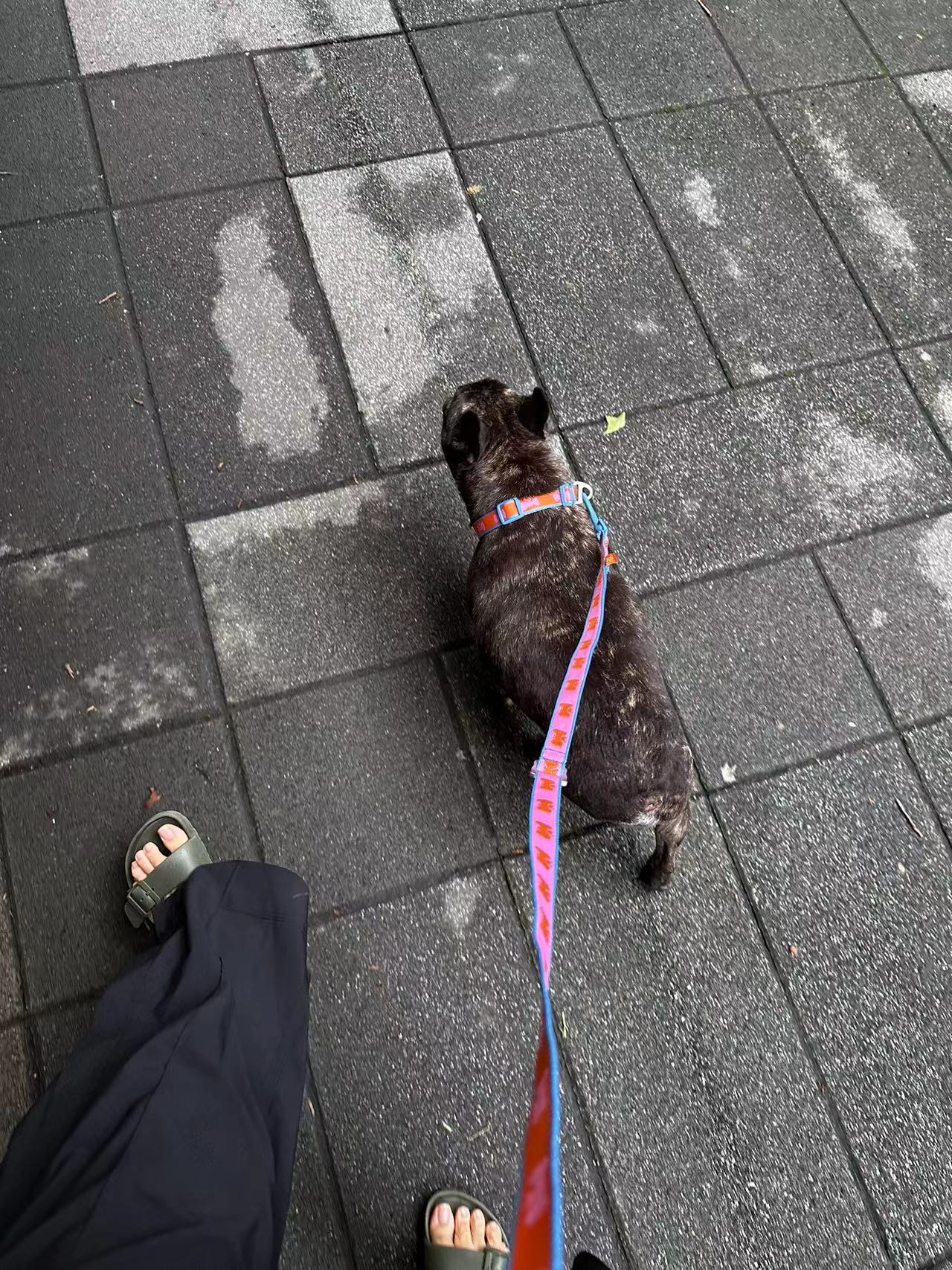 FUFU Leash - PINK