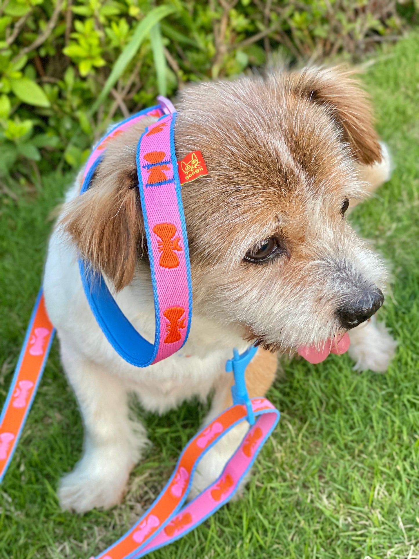 FUFU Leash - PINK