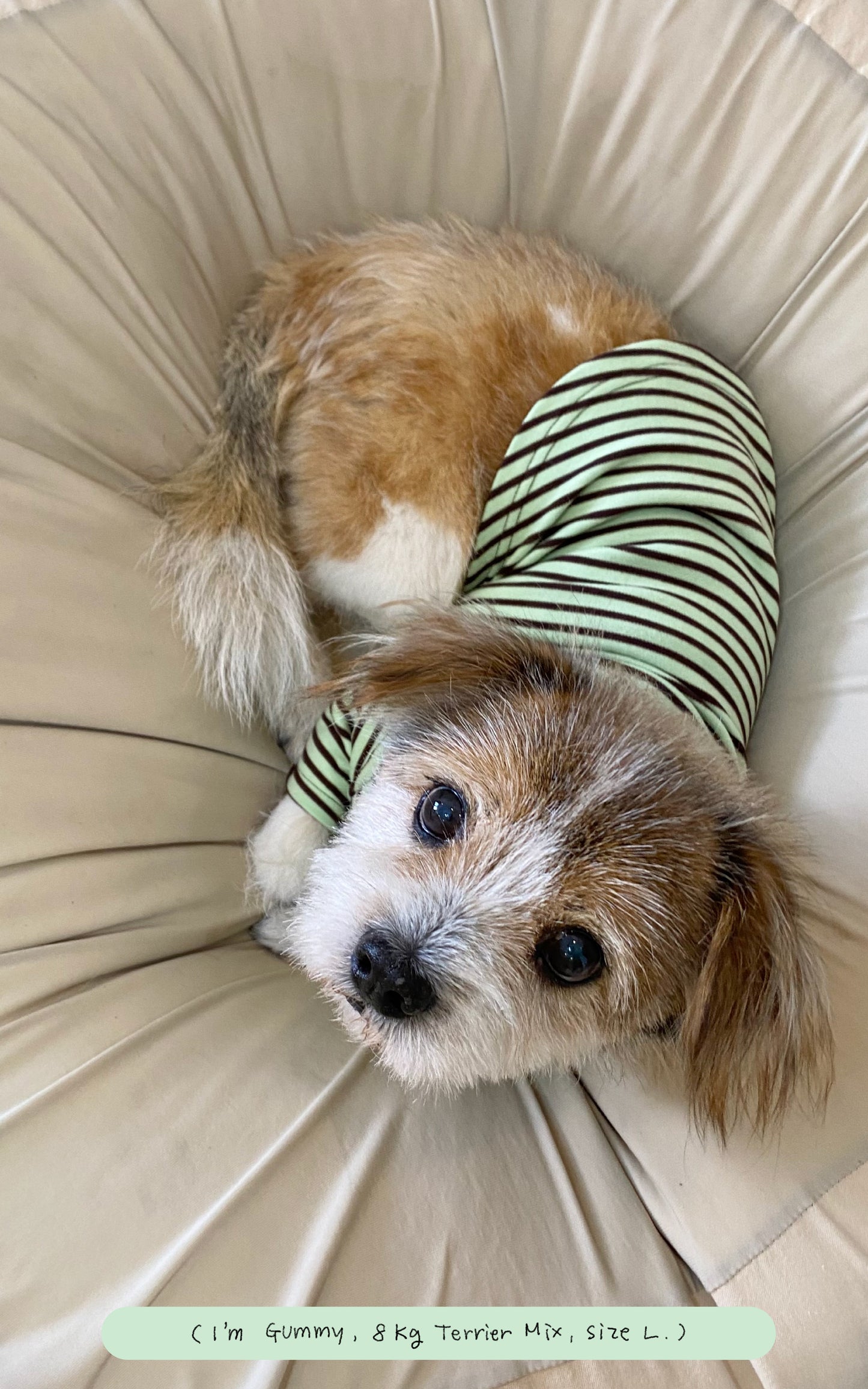 Chocolate Mint Chip Shirt